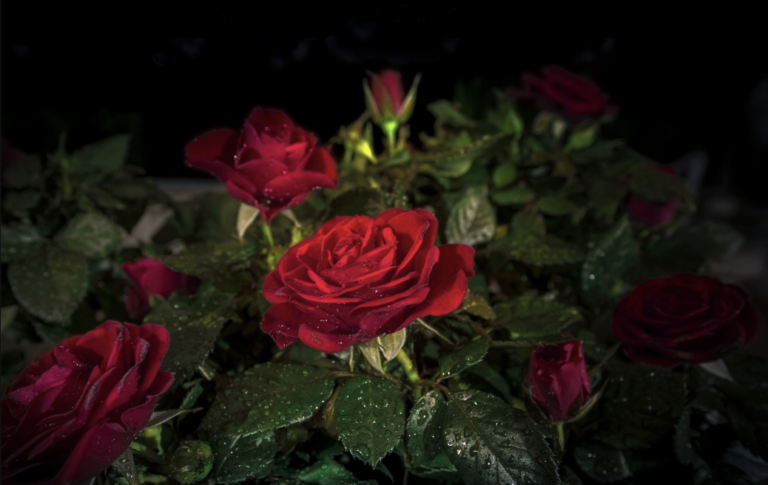 #Dream: Day/Night Rose Garden Abductions